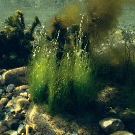 Foto af havbund med planter